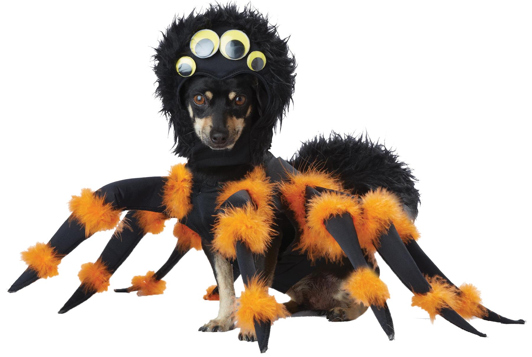 Black Orange Spider Pet Costume