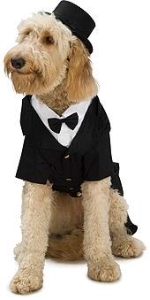 Dapper Dog Big Dog Pet Costume