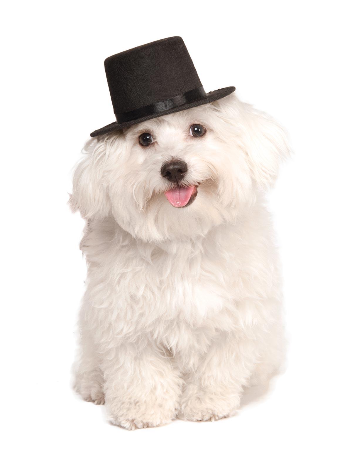 Top Hat Pet Costume Accessory