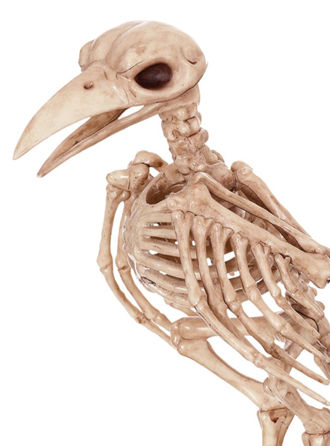 Skeleton Raven Bird Halloween Prop