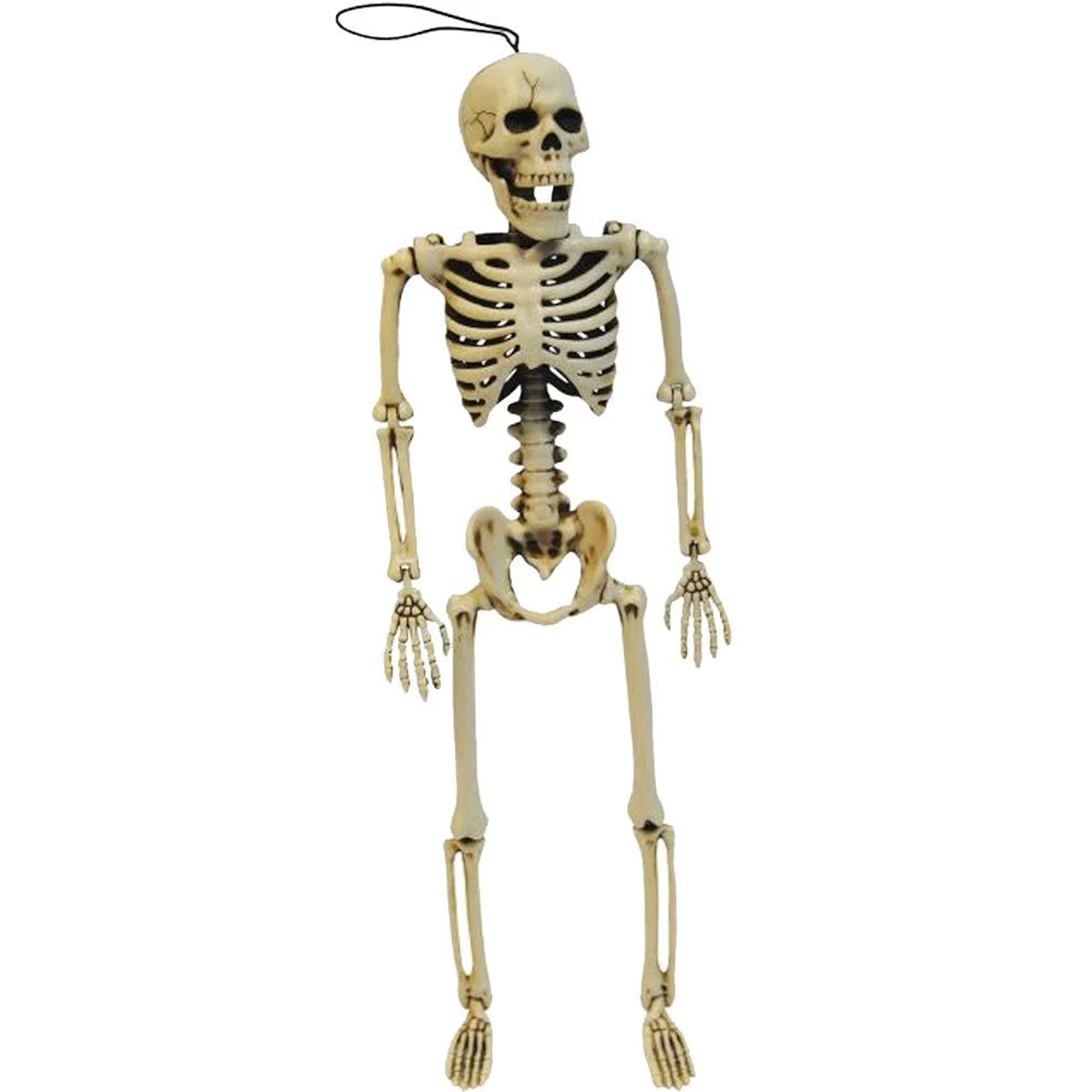 Poseable Skeleton Halloween Prop
